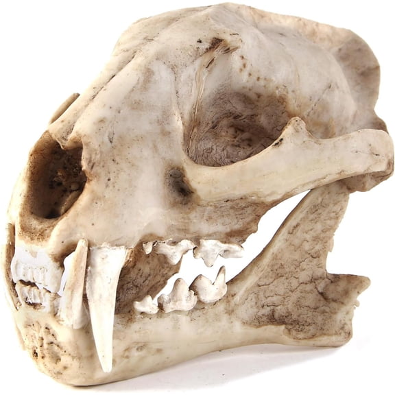 Aquarium Decor Cave Decorations Fish Hideout Betta Tarantula Reptile Snake for Ornament Dinosaur 3D Printing Artificial Animal Skull Large Bones