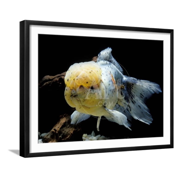 Aquarium Fish Lionhead Goldfish, Animals Framed Art Print Wall Art Sold by Art.Com