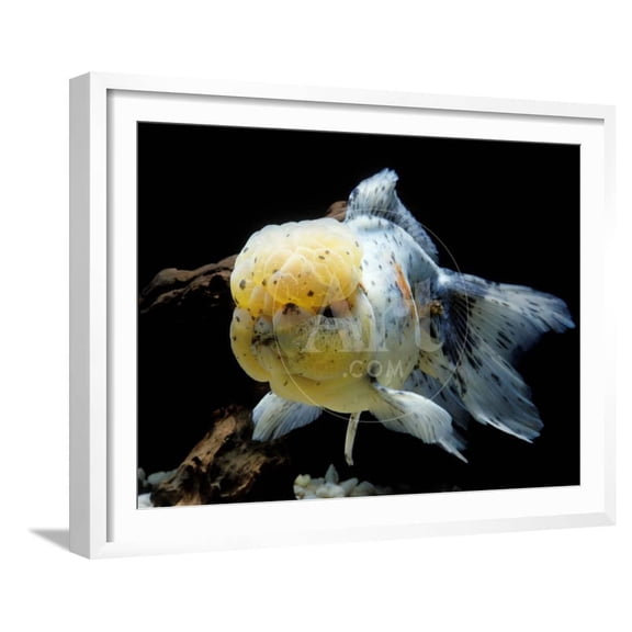 Aquarium Fish Lionhead Goldfish, Animals Framed Art Print Wall Art Sold by Art.Com