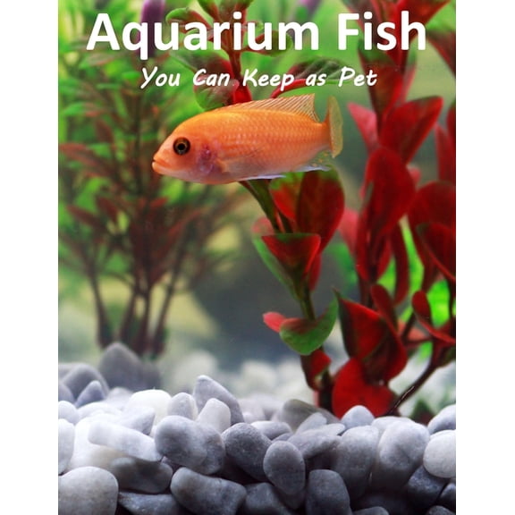 Aquarium Fish You Can Keep As Pets