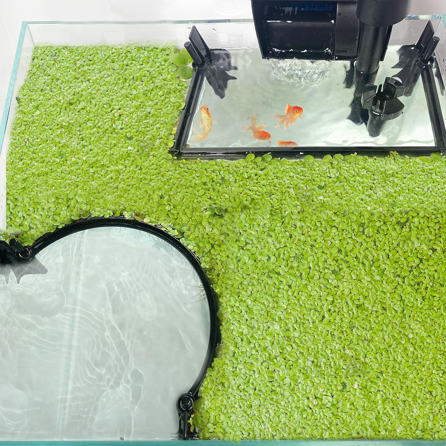 Aquarium Floating Plant Barrier, Floating Plant Corral Self Adjusts to Water Level Fish Tank Fence Keeps the Floaters Away from the Filter