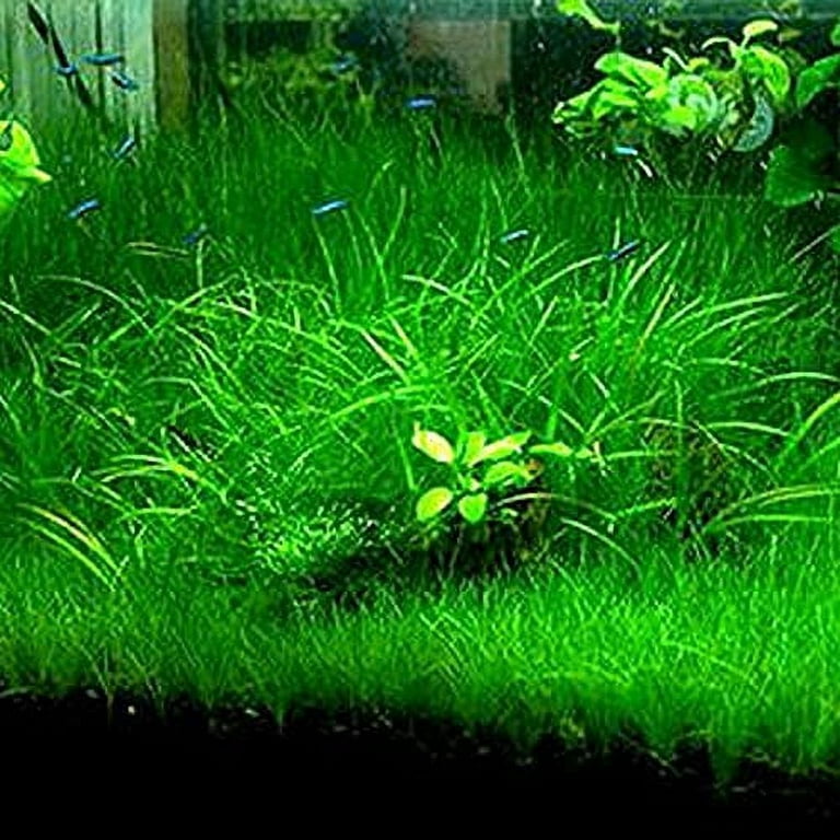 3 Fresh Water Live Plant Seeeds for Aquarium and Fish Tank, 3 Different  Aquatic Plant Decor Water Grass Dwarf Mini Tiny Leaves Hair Grass Seeed