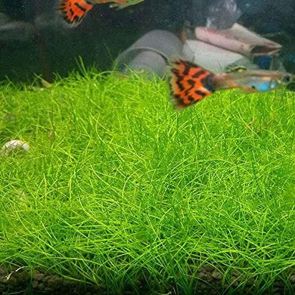Aquarium Grass Plant Seeds Water Grasses Random Dwarf Aquatic Plant Grass Seeds Indoor Plant