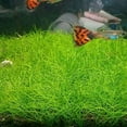 thumbnail image 1 of Aquarium Grass Plant Seeds Water Grasses Random Dwarf Aquatic Plant Grass Seeds Indoor Plant Seeds Oxygenating Weed Live Pond Plant Seeds,Fish Aquatic Decor-Small Grass, 1 of 3
