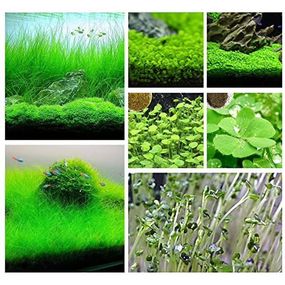 Aquarium Grass Plants Seeds Green Carpet Plant Aquatic Water Grass