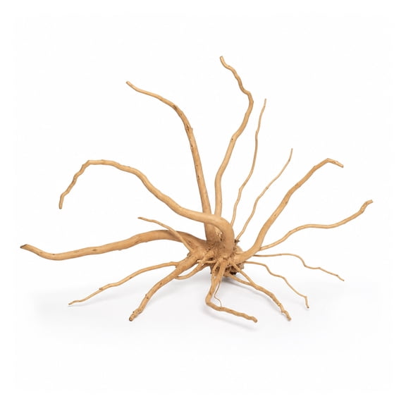 Canton Aquatics Spiderwood Driftwood Aquarium Decor, X-Small 4-6 Inch Nano Wood