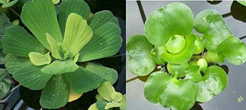 Aquarium Plants Discounts 2 Floating Live Pond Plants, Watter Lettuce and Water Hyacinth, 2 oz