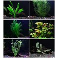Aquarium Plants Discounts 25 stems 6 species Live Aquarium Plants