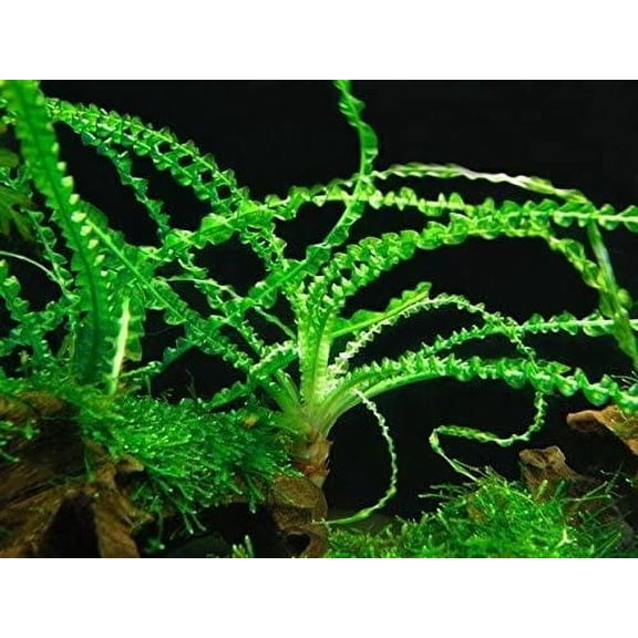 Aquarium Plants Discounts 36" Crinum Calamistratum Live Plants in 6" Pots
