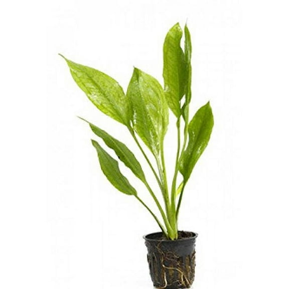 Aquarium Plants Discounts 5"-7" Amazon Sword Plant Live Plants in 4" Pot