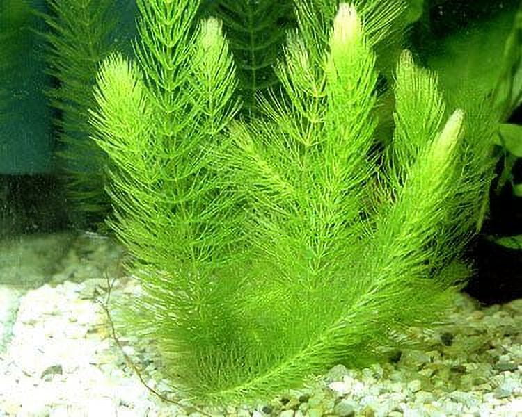 Aquarium Plants Discounts Hornwort Ceratophyllum Demersum Live Plant (4 Count)
