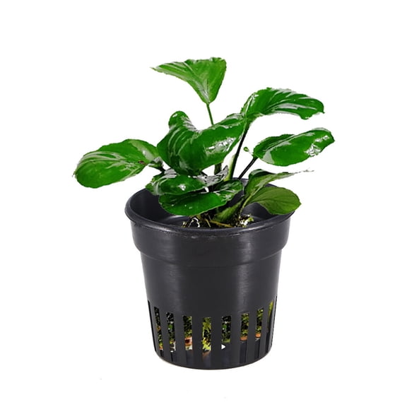 Aquarium Water Grass Cultivate Planting Pot Baskets- Hydroponic Baskets Garden Net Cups Pots