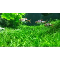 Aquarium Water Grass Seeds for Fish Tank | 100+ Seeds | Decoration Creates Lush Green Carpet, Dwarf Aquarium Grass, Small Cow Hair Grass Seeds