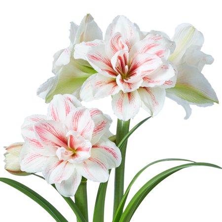 Aquaro Dormant Amaryllis Bulb for indoor forcing