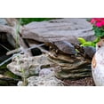 thumbnail image 1 of Aquascape Double Turtle on Log Pond Spitter/fountain, 1 of 5