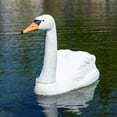 thumbnail image 1 of Aquascape  Floating Swan Decoy, 1 of 2