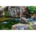 thumbnail image 1 of Aquascape Turtle on Log Spitter, 1 of 6