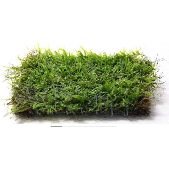Aquatic Plants on Mats (Java Moss on 3" X 3" mat)