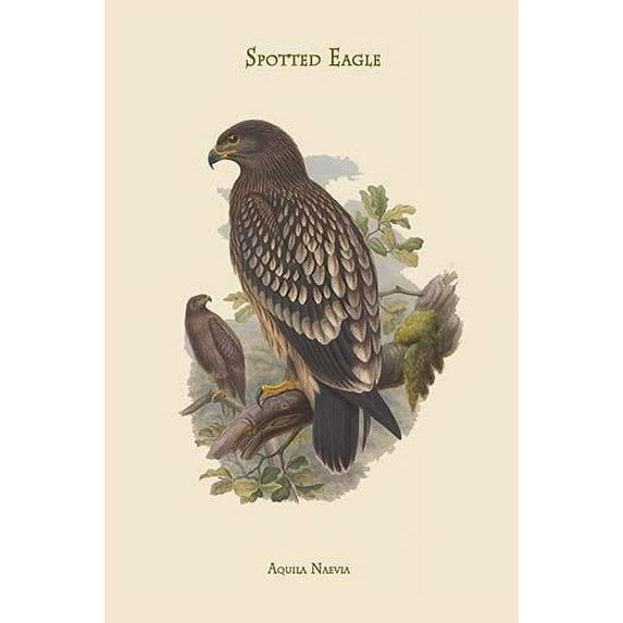 Aquila Naevia - Spotted Eagle-Fine Art Canvas Print (20" x 30")