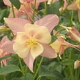 thumbnail image 1 of Aquilegia Pink Yellow Columbine Perennial Cut Flower Seeds - 30 Seeds, 1 of 5