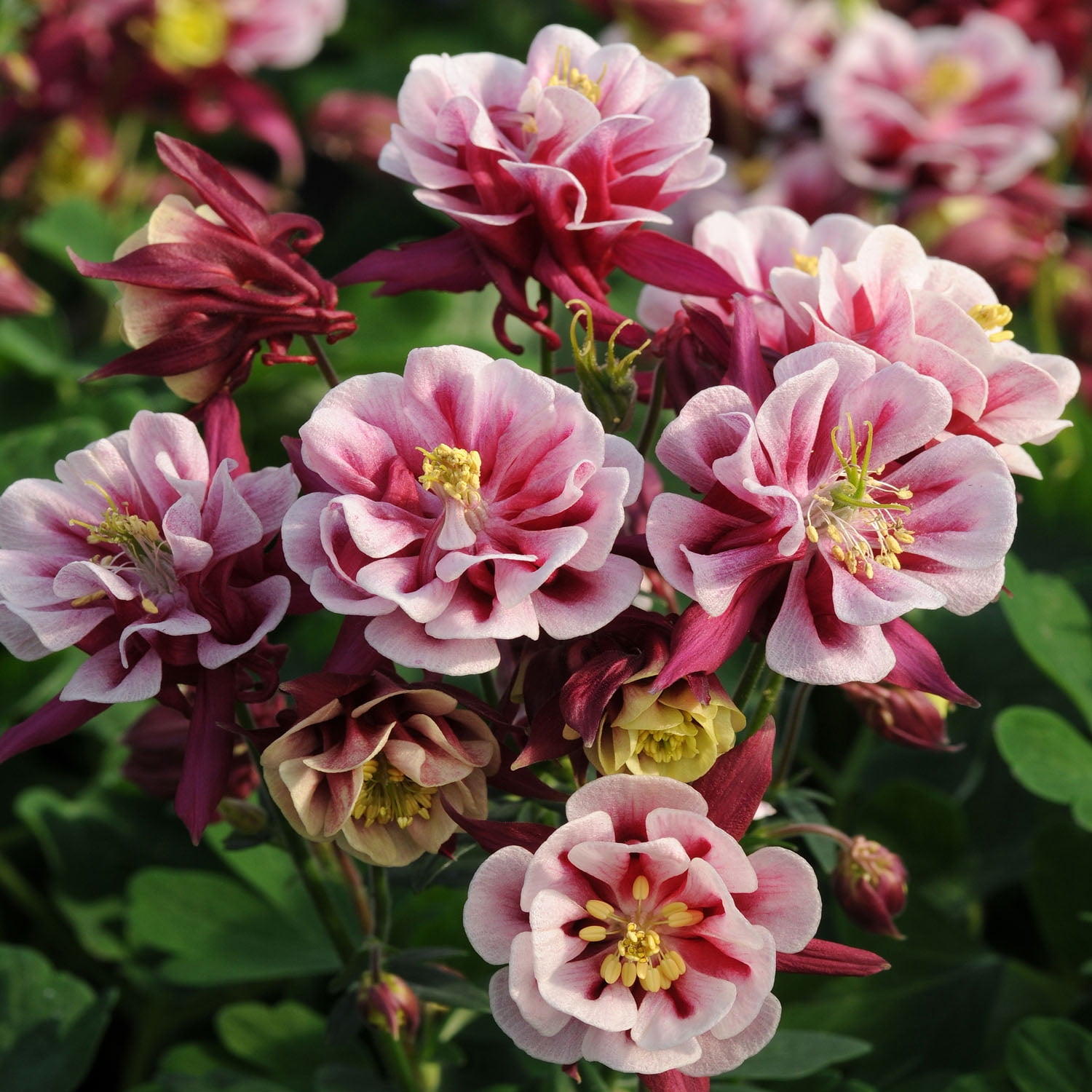 Aquilegia-Vulgaris-Winky-