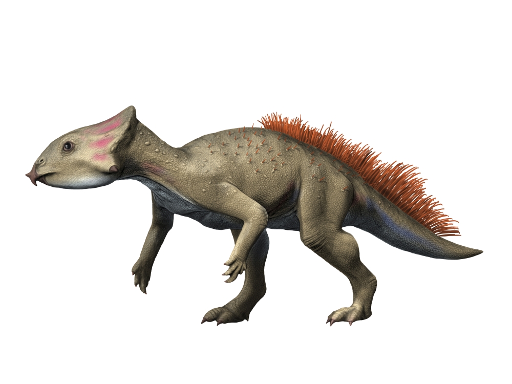 Aquilops is a ceratopsiam from the Early Cretaceous period Canvas Art - Nobumichi TamuraStocktrek Images (33 x 25)