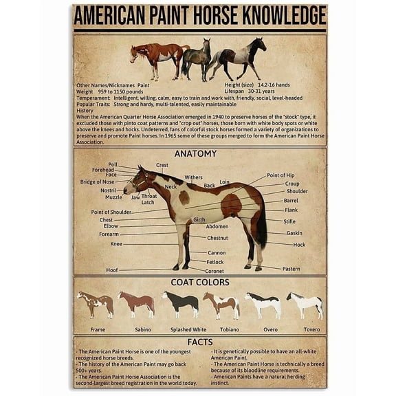 Ara Step Retro Knowledge Art Poster Prints Dinosaur Size Comparison Chart - Knowledge