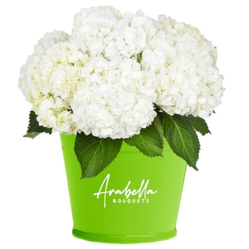 Arabella Bouquets 8 Stem White Hydrangea Flowers