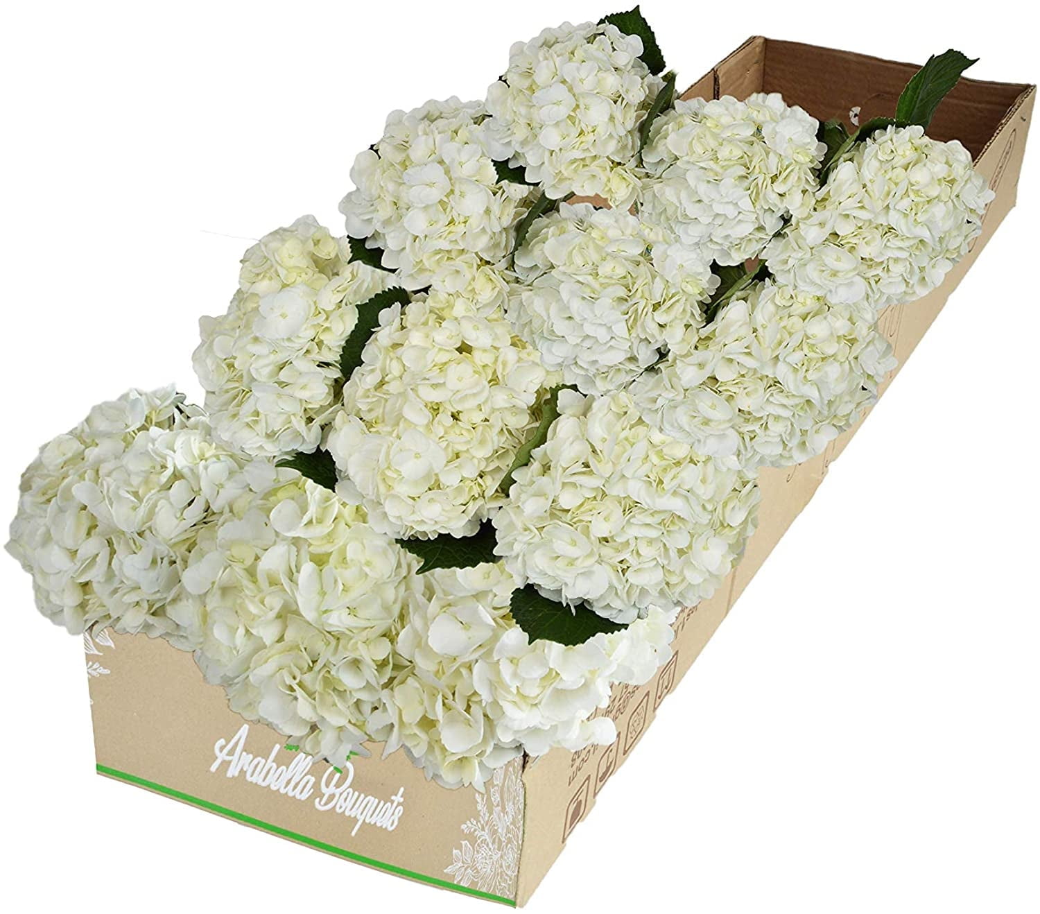 Arabella Bouquets Farm Direct Fresh Cut 12 White Hydrangea (Fresh-Cut Flowers, White)