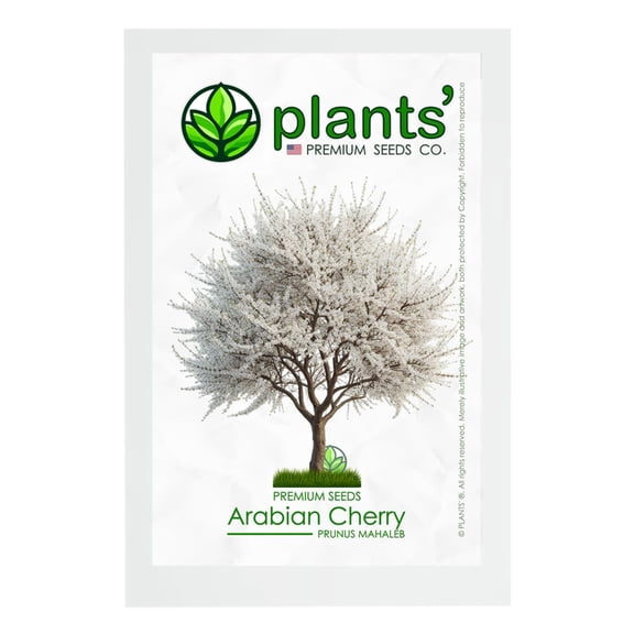 Arabian Cherry Tree | Premium Seeds | Prunus mahaleb 'Spring' | Plants'® (Premium Seeds, 5)
