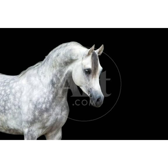Arabian Horse Head Isolated on Black Background, Unframed Photographic Print Wall Art by Alexia Khruscheva Sold by Art.Com