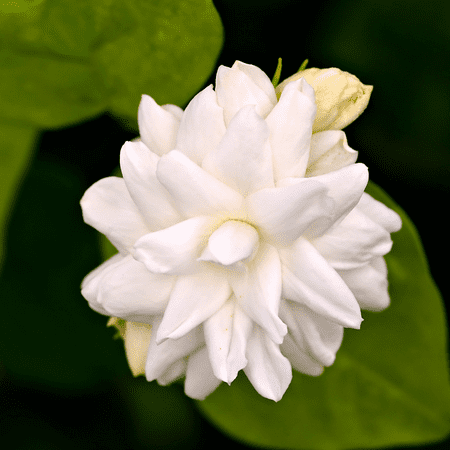 Arabian Jasmine Live Plant, Fragrant Flowering Jasmine Vine, 12 Inch Tall Well Rooted Plant