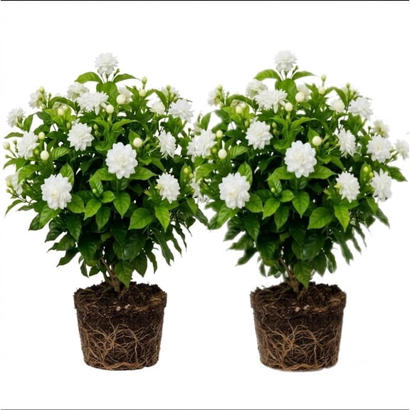 Arabian Jasmine 'Maid of Orleans' Live Plant, Set of 2, Fragrant White Blooms, Zone 9-11