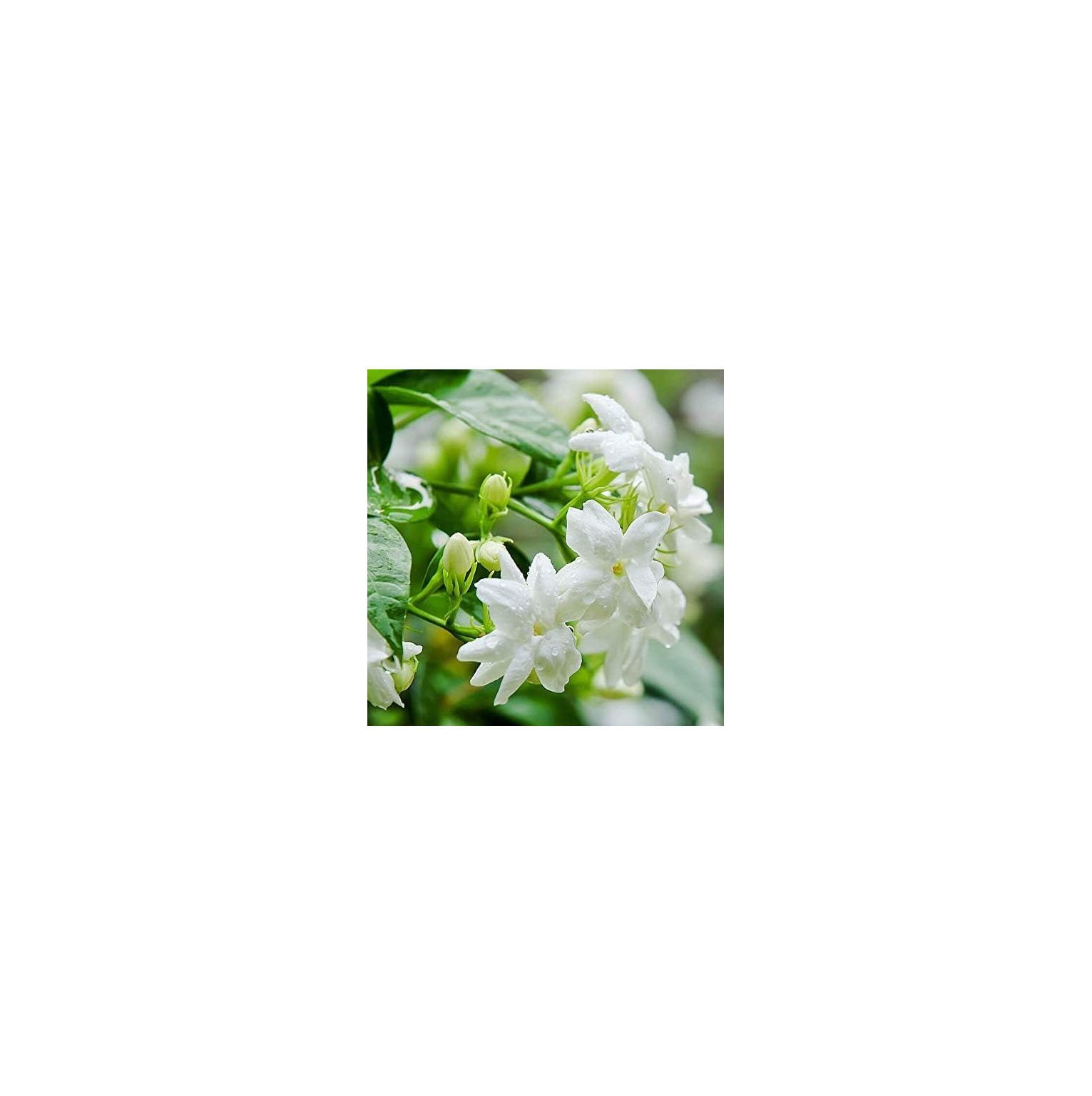 Arabian Jasmine Plant Fragrant Sambac Jasmine Perennial Garden 6 Inches