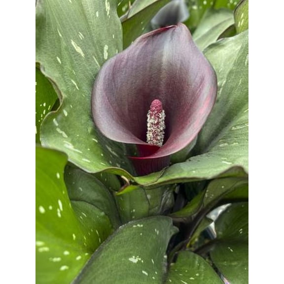 Arabian Night Calla Lily Bulb - 1 Bulb - 16/18 cm - Burgundy-Black Blooms