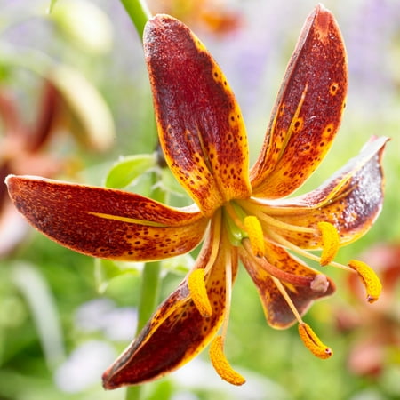 Arabian Night Martagon Lilies Flower Bulbs - 3 Lily Bulbs per Pack - Good as Cut Flowers - Naturalizing - Perennializing - Easy to Grow Live Plants - Outdoor Garden