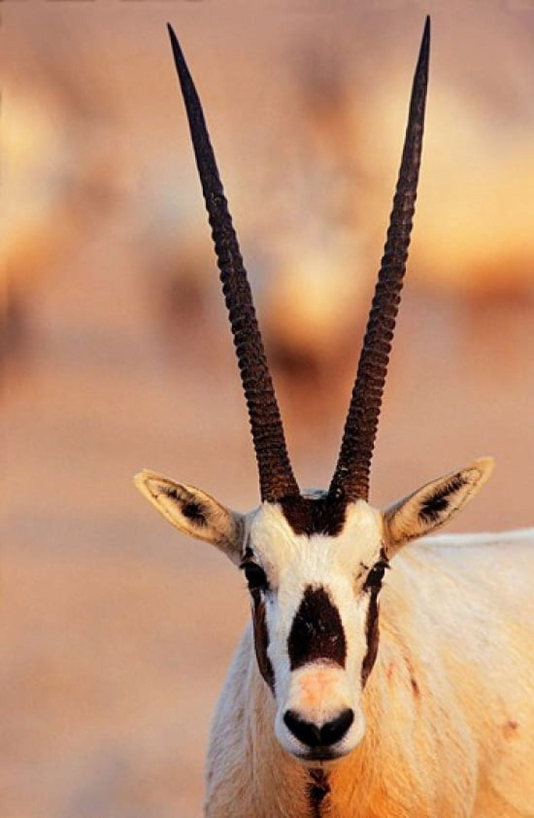 Arabian Oryx wildlife on Sir Bani Yas Island UAE Canvas Art - Martin Zwick DanitaDelimont (18 x 28)