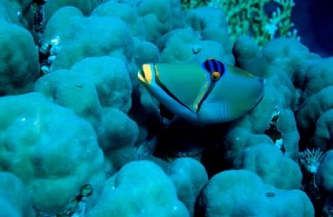 Arabian Picasso triggerfish Panorama Reef Red Sea Egypt Canvas Art - Ali Kabas DanitaDelimont (37 x 24)