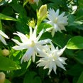 thumbnail image 1 of Arabian Tea Jasmine Plant - Belle of India - Sambac - 2.5" Pot, 1 of 3
