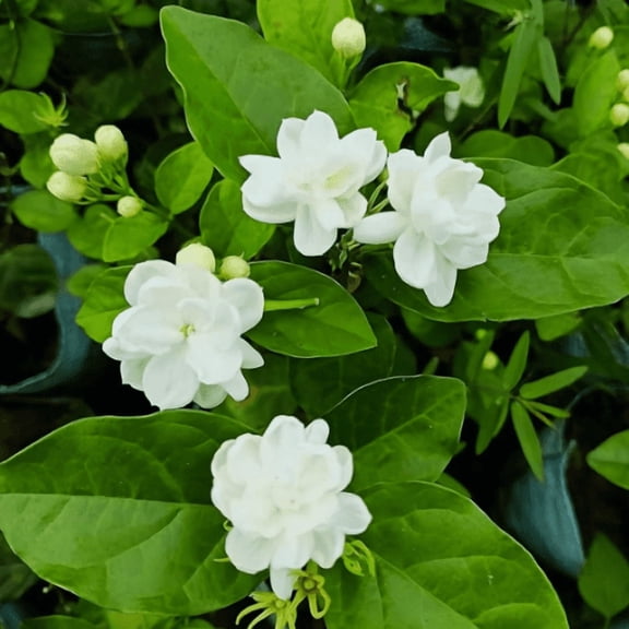 Arabic Jasmine Plant Live, Fragrant White Jasmine Flowers for Garden 8 to 10 Inc Tall in 4" Pot - No Ship CA