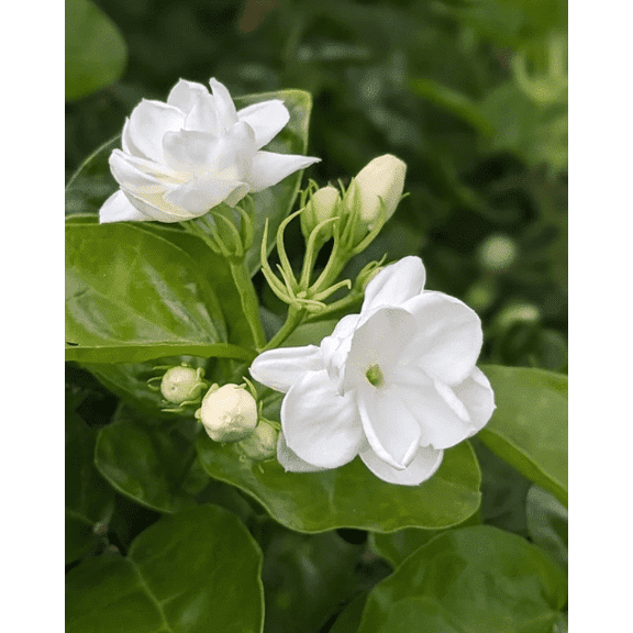 Arabic Jasmine Plant Live, Fragrant White Jasmine Flowers for Garden in Half Gal Pot