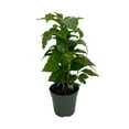 thumbnail image 1 of Arabica Coffee Bean Plant - 4" Pot - Grow & Brew Your Own Coffee Beans, 1 of 4