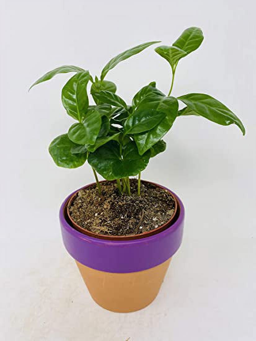 eggplant black beauty plant Black Beauty Eggplant Seeds – SeedCatalog.com main image 0