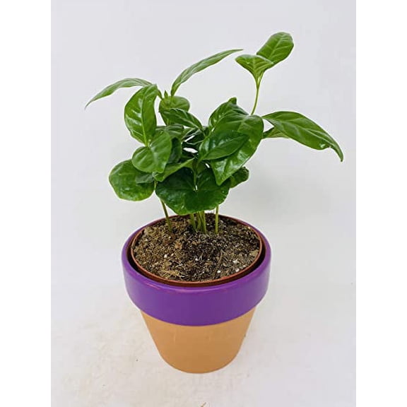 Arabica Coffee Plant - 4'' Clay Pot by JMBAMBOO