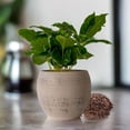 thumbnail image 1 of Arabica Coffee Plant, 1 of 7