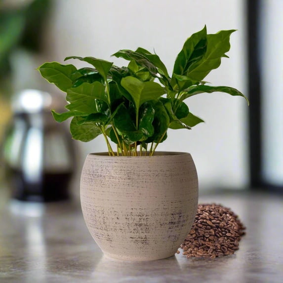 Arabica Coffee Plant