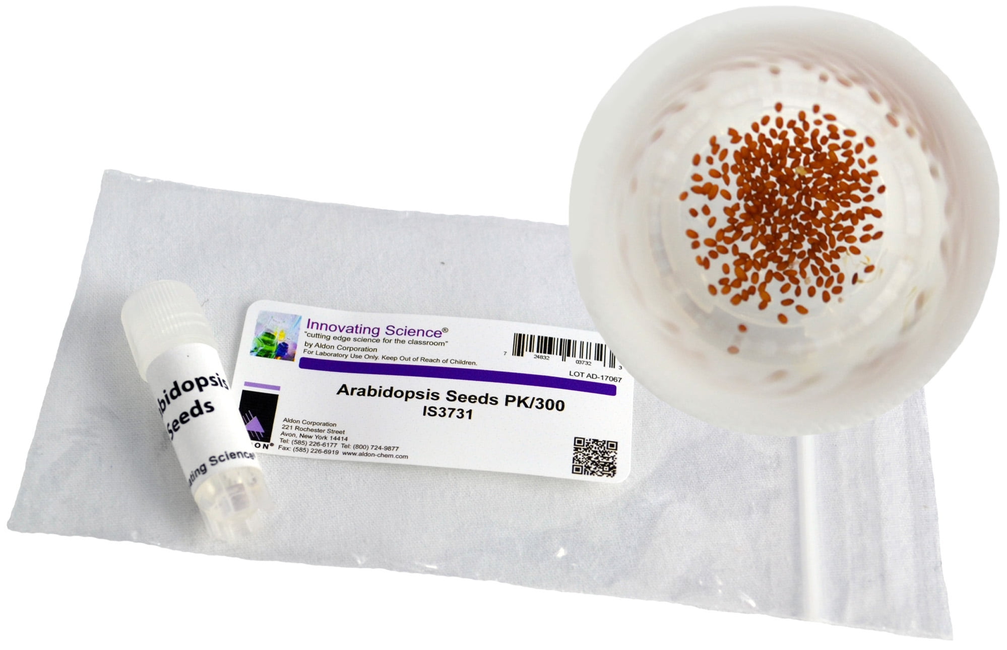 Arabidopsis Seeds, 300/Packet - Thale Cress - High Germination Rate & Genetic Diversity, 6 Week Life Cycle - Ideal for Research & Gardening - Innovating Science
