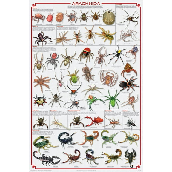 Arachnida Educational 24" x 36" Poster, by Feenixx