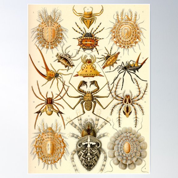 Arachnids - Ernst Haeckel Poster Wall Art, Modern Wall Decor For Living Room Bedroom, 8x12 UNFRAMED