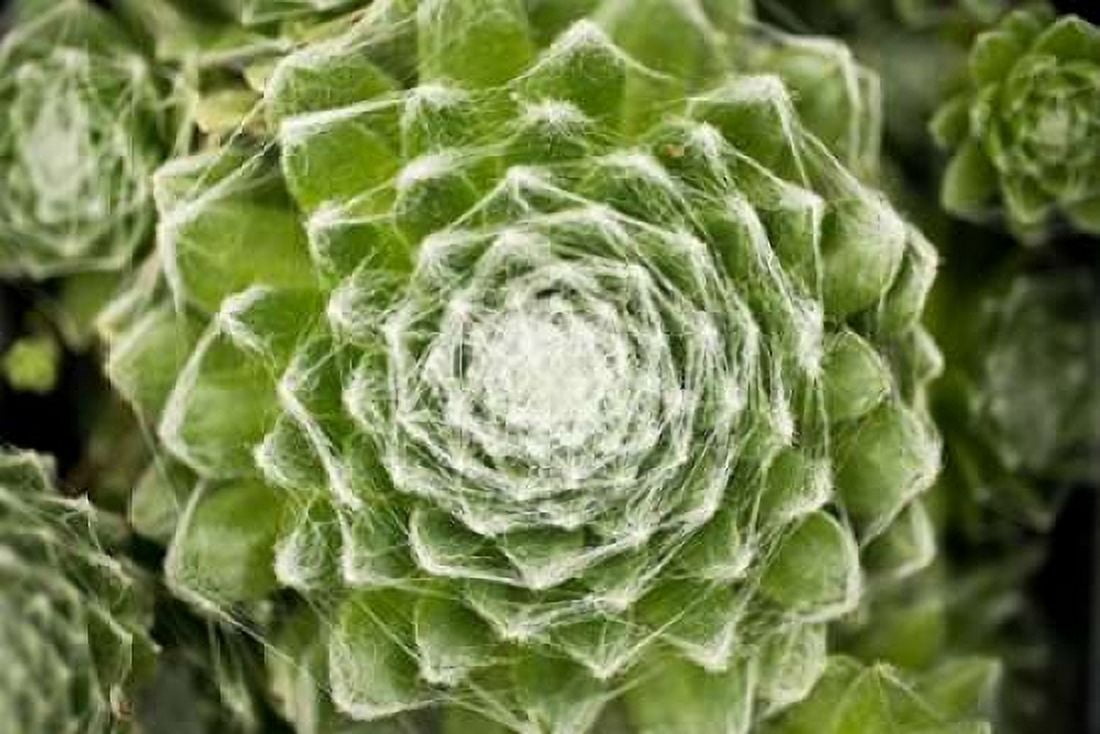 Arachnoideum Succulent I Canvas Art - Erin Berzel (24 x 36)